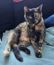 Reunited Female Cat last seen 11st Dr and Orchard, Golden Heights, Golden, CO 80401