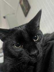 Reunited Male Cat last seen Atwood’s, Siloam Springs, AR 72761