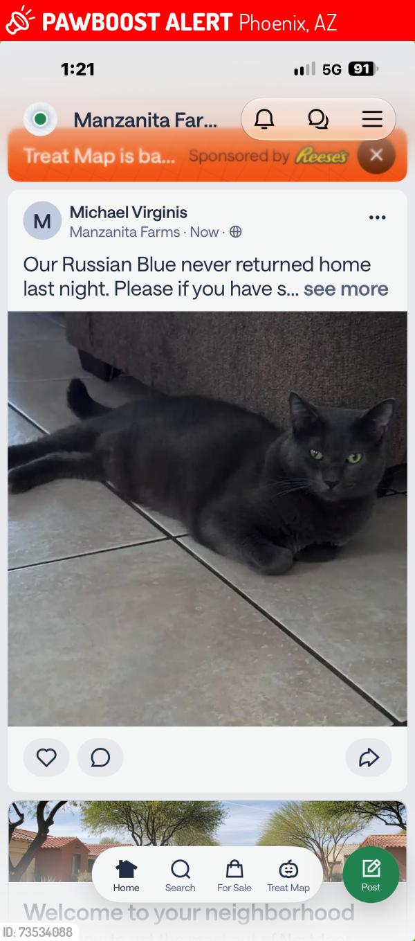 Lost Male Cat last seen 5th st & Wescott dr, Phoenix, AZ 85024