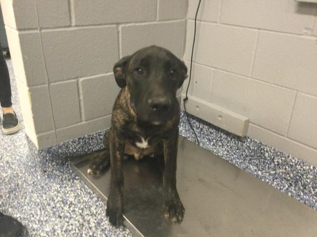 Shelter Stray Male Dog last seen Near BLOCK 20TH AVE, DESERT HOT SPRINGS, CA, 72050 Pet Land Pl, Thousand Palms, CA 92276, USA