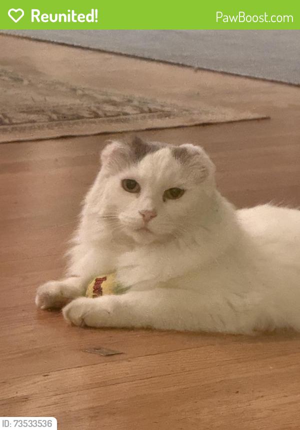 Reunited Female Cat last seen Calmar Ave. and Paloma Ave., Oakland, CA 94610