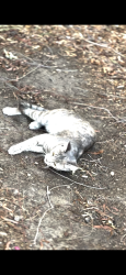 Found/Stray Female Cat last seen Beach Blvd/ Hillsborough park, La Habra, CA 90631