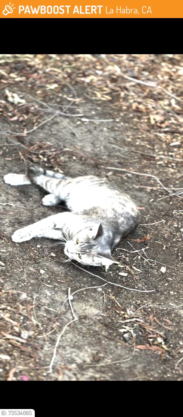 Found/Stray Female Cat last seen Beach Blvd/ Hillsborough park, La Habra, CA 90631
