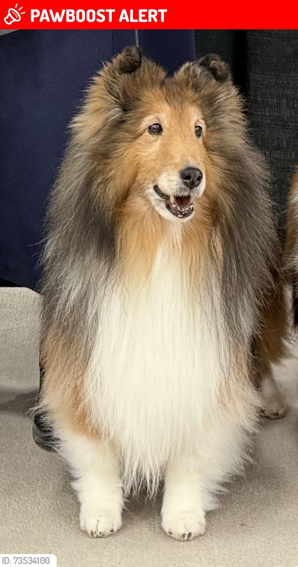 Lost Female Dog last seen Nightingale and Vassar, Genesee Township, MI 48506