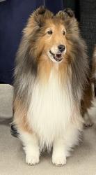 Lost Female Dog last seen Nightingale and Vassar, Genesee Township, MI 48506