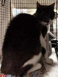 Shelter Stray Female Cat last seen , West Valley Animal Shelter, 20655 Plummer St, Chatsworth, CA 91311, USA