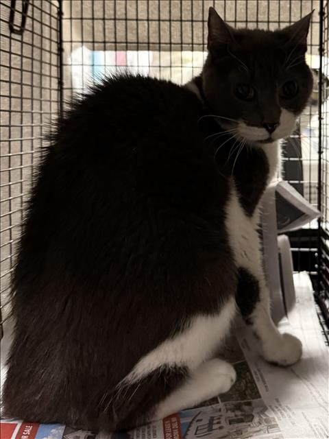 Shelter Stray Female Cat last seen , West Valley Animal Shelter, 20655 Plummer St, Chatsworth, CA 91311, USA
