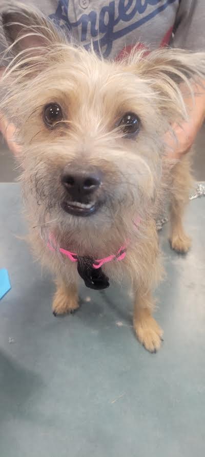 Shelter Stray Female Dog last seen , West Valley Animal Shelter, 20655 Plummer St, Chatsworth, CA 91311, USA