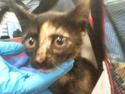 Shelter Stray Female Cat last seen CHARLOTTE, 8315 Byrum Dr, Charlotte, NC 28217, USA