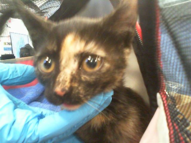 Shelter Stray Female Cat last seen CHARLOTTE, 8315 Byrum Dr, Charlotte, NC 28217, USA