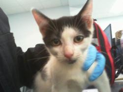 Shelter Stray Female Cat last seen CHARLOTTE, 8315 Byrum Dr, Charlotte, NC 28217, USA