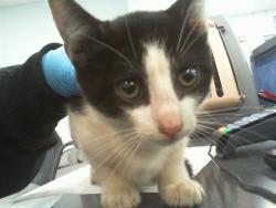 Shelter Stray Male Cat last seen CHARLOTTE, 8315 Byrum Dr, Charlotte, NC 28217, USA