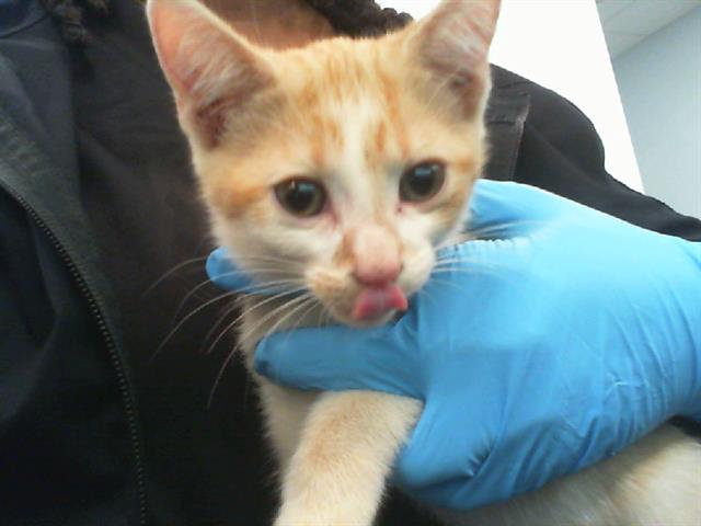 Shelter Stray Male Cat last seen CHARLOTTE, 8315 Byrum Dr, Charlotte, NC 28217, USA