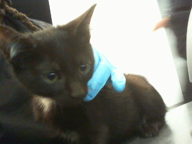 Shelter Stray Male Cat last seen CHARLOTTE, 8315 Byrum Dr, Charlotte, NC 28217, USA