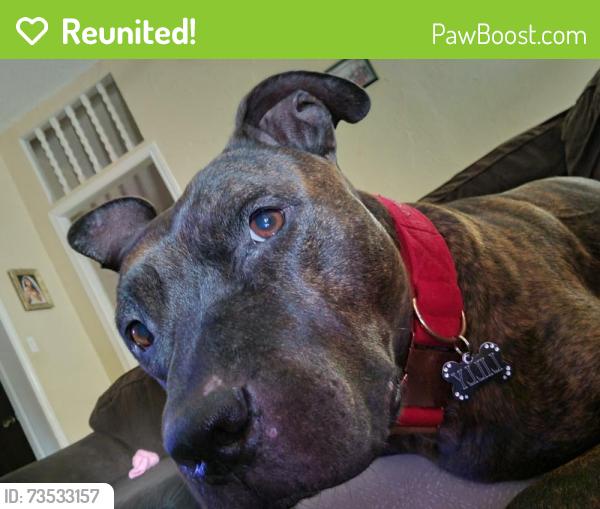 Reunited Female Dog last seen Stratford and Ashbury, Arlington, TX 76015