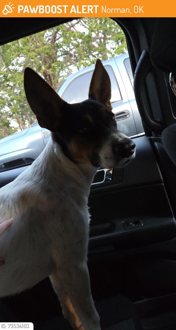 Found/Stray Male Dog last seen North Sentinel Campground Lake Thunderbird, Norman, OK 73026