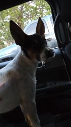 Found/Stray Male Dog last seen North Sentinel Campground Lake Thunderbird, Norman, OK 73026
