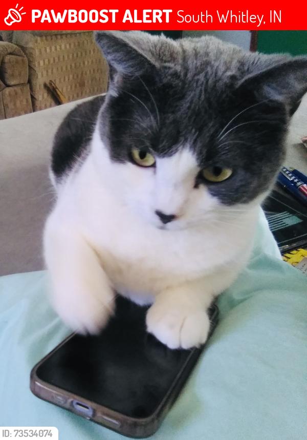 Lost Female Cat last seen Starlite ests, South Whitley, IN 46787
