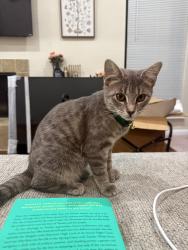 Found/Stray Female Cat last seen On Holly Hill Dr, Dallas, TX 75231