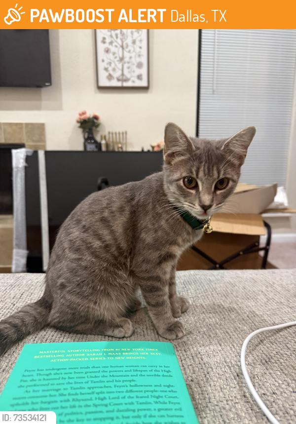 Found/Stray Female Cat last seen On Holly Hill Dr, Dallas, TX 75231