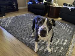 Reunited Male Dog last seen Bridle Path, North Augusta, SC 29860