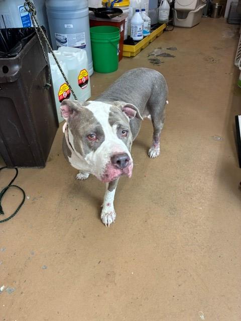 Shelter Stray Female Dog last seen , 130 Beyer Way, Chula Vista, CA 91911, USA