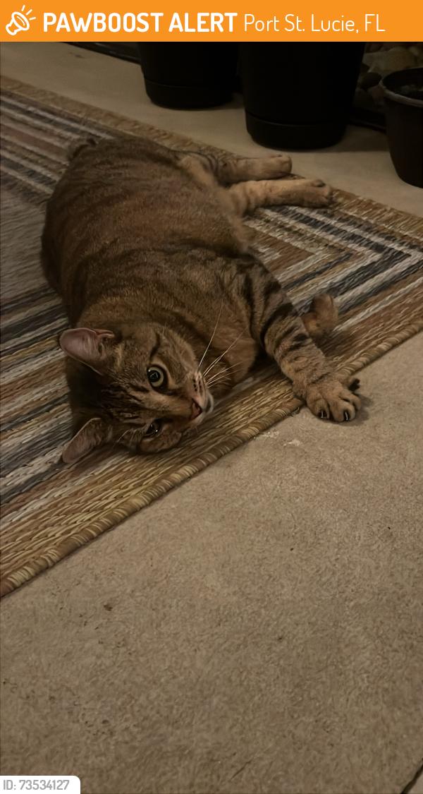 Found/Stray Unknown Cat last seen Mariposa, Port St. Lucie, FL 34952