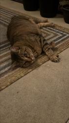 Found/Stray Unknown Cat last seen Mariposa, Port St. Lucie, FL 34952