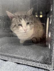 Shelter Stray Male Cat last seen MCMILLAN RD / KAMMERER RD, 9150 Union Park Way, Elk Grove, CA 95624, USA