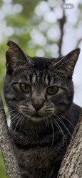 Lost Male Cat last seen Lake cook and Waukegan, Northbrook, IL 60062