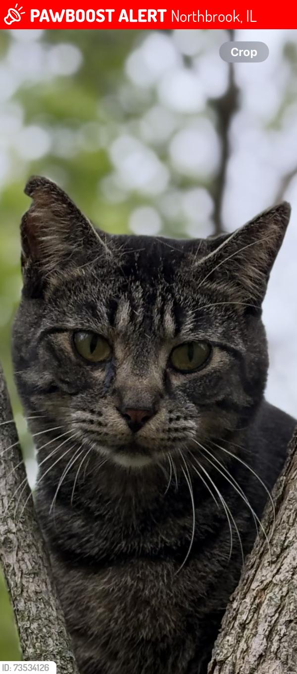 Lost Male Cat last seen Lake cook and Waukegan, Northbrook, IL 60062