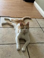 Lost Male Cat last seen sierra lakes golf club on colonial drive, Fontana, CA 92336