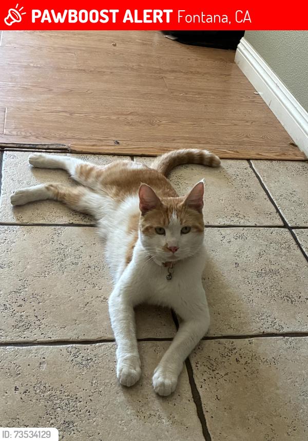 Lost Male Cat last seen sierra lakes golf club on colonial drive, Fontana, CA 92336
