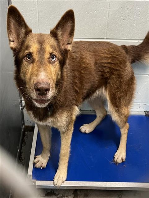 Shelter Stray Male Dog last seen CR 48 GROVELAND, 12280 County Rd 448, Tavares, FL 32778, USA