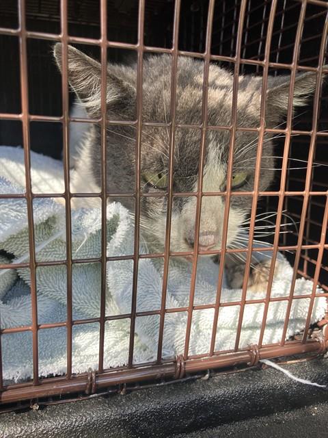 Shelter Stray Unknown Cat last seen Near BLOCK BLCK DESTINO LN, CERRITOS, CA, 90703, Cerritos, CA 90703, USA