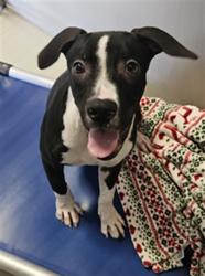 Shelter Stray Male Dog last seen Near BLOCK M ST, MOJAVE CA 93501, 3951 Fruitvale Ave, Bakersfield, CA 93308, USA
