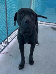 Shelter Stray Male Dog last seen Near BLOCK E BELLE TERRACE, BAKERSFIELD CA 93307, 3951 Fruitvale Ave, Bakersfield, CA 93308, USA