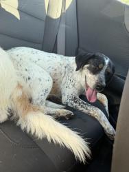 Found/Stray Female Dog last seen Lawrenceville hwy and Arnold rd, Lawrenceville, GA 30045