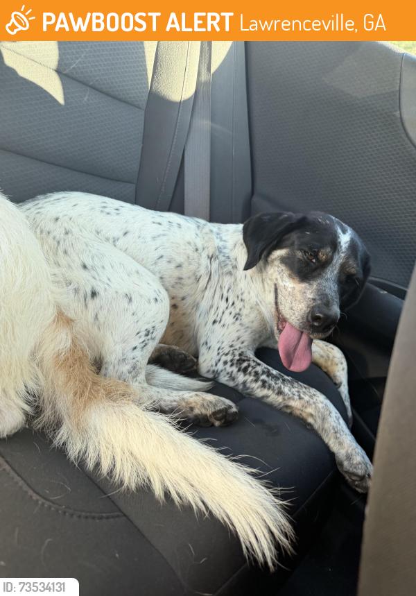 Found/Stray Female Dog last seen Lawrenceville hwy and Arnold rd, Lawrenceville, GA 30045
