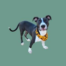 Shelter Stray Male Dog last seen Near BLOCK NILES ST, BAKERSFIELD CA 93306, 3951 Fruitvale Ave, Bakersfield, CA 93308, USA