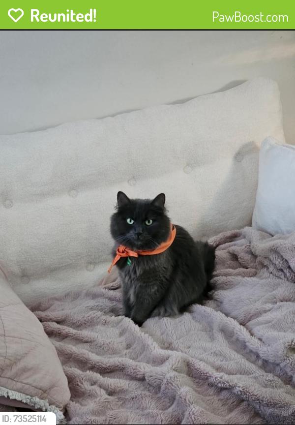 Reunited Male Cat last seen Joyce st carrum, Carrum, VIC 3197
