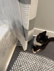 Lost Male Cat last seen Moonlight bay dr, Panama City Beach, FL 32407