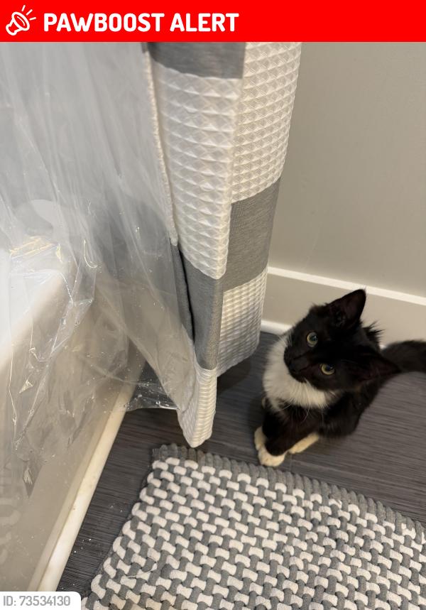 Lost Male Cat last seen Moonlight bay dr, Panama City Beach, FL 32407