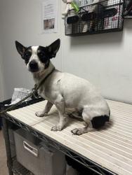 Shelter Stray Male Dog last seen Near BLOCK GALAXY AVE, BAKERSFIELD CA 93308, 3951 Fruitvale Ave, Bakersfield, CA 93308, USA