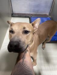 Shelter Stray Female Dog last seen Near BLOCK GALAXY AVE, BAKERSFIELD CA 93308, 3951 Fruitvale Ave, Bakersfield, CA 93308, USA