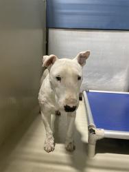 Shelter Stray Male Dog last seen Near BLOCK KNUDSEN DR, BAKERSFIELD CA 93308, 3951 Fruitvale Ave, Bakersfield, CA 93308, USA