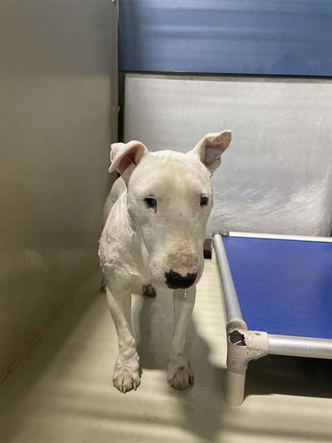 Shelter Stray Male Dog last seen Near BLOCK KNUDSEN DR, BAKERSFIELD CA 93308, 3951 Fruitvale Ave, Bakersfield, CA 93308, USA