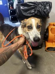 Shelter Stray Female Dog last seen Near BLOCK PEERLESS AVE, BAKERSFIELD CA 93308, 3951 Fruitvale Ave, Bakersfield, CA 93308, USA