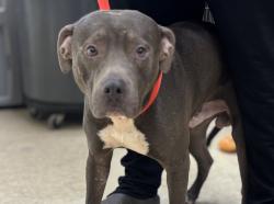 Shelter Stray Male Dog last seen , 957 N Gaffey St, San Pedro, CA 90731, USA