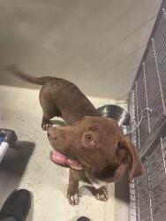 Shelter Stray Male Dog last seen Near BLOCK MULLER RD, BAKERSFIELD CA 93307, 3951 Fruitvale Ave, Bakersfield, CA 93308, USA